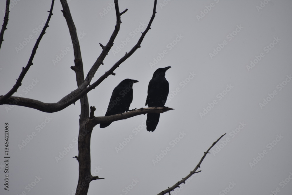 Two ravens in a bare tree against grey sky Two ravens in a bare tree against grey sky