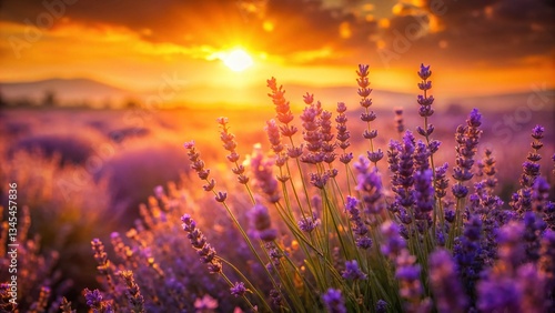 Ethereal Lavender Field at Sunset: Dreamy Purple Flowers, Soft Light, and Gentle Breeze