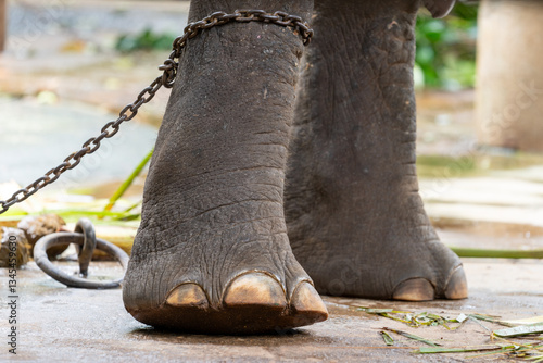 Photography Asian elephant front legs chained