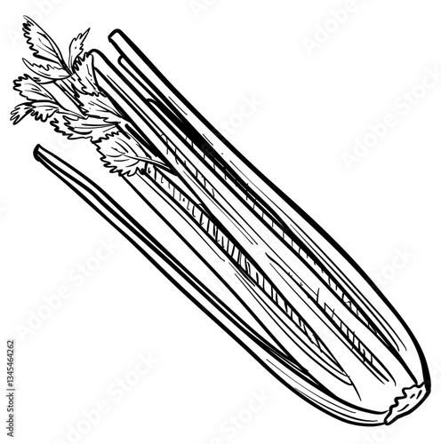 celery handdrawn illustration