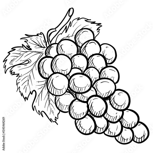 grape handdrawn illustration