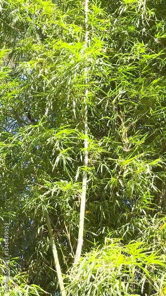 Bamboo Forest in Khao Yai Bamboo Forest in Khao Yai
