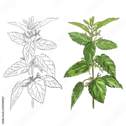 Nettle herb plant vector illustration