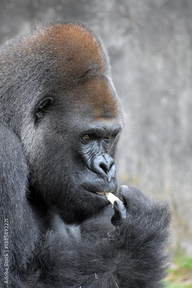 Obraz premium Gorilla in captivity