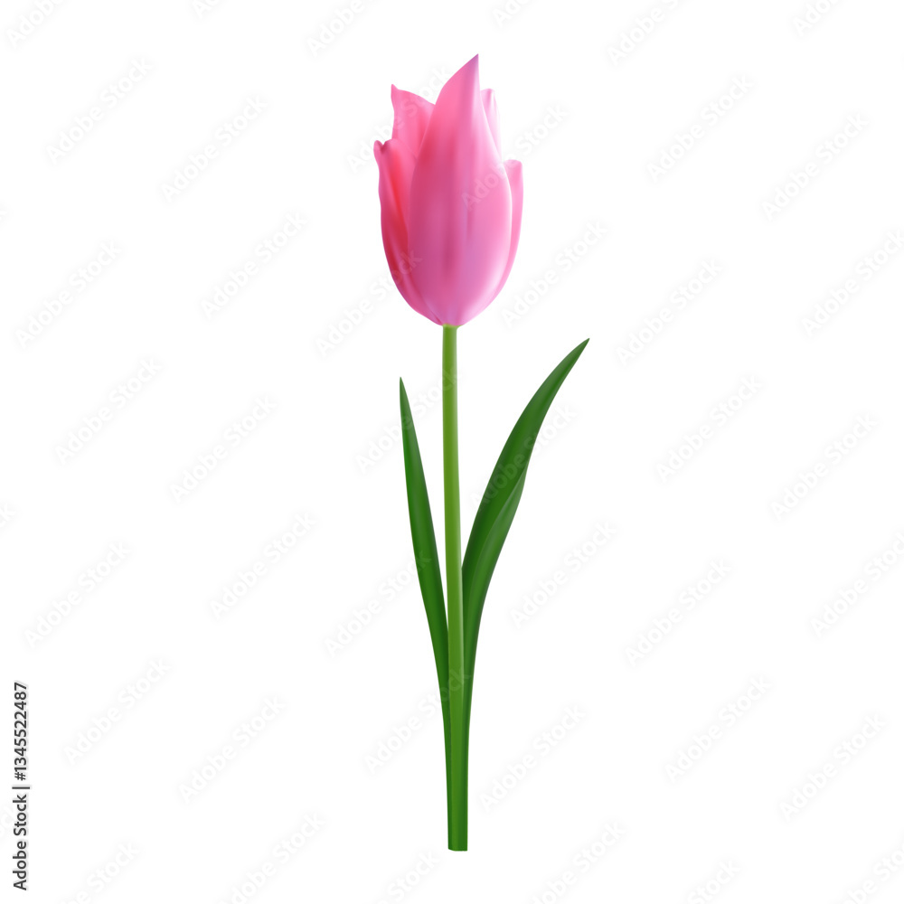 Isolated realistic pink tulip flower. Vector illustration for spring festive decoration, floral arrangements, print materials Isolated realistic pink tulip flower. Vector illustration for spring festive decoration, floral arrangements, print materials