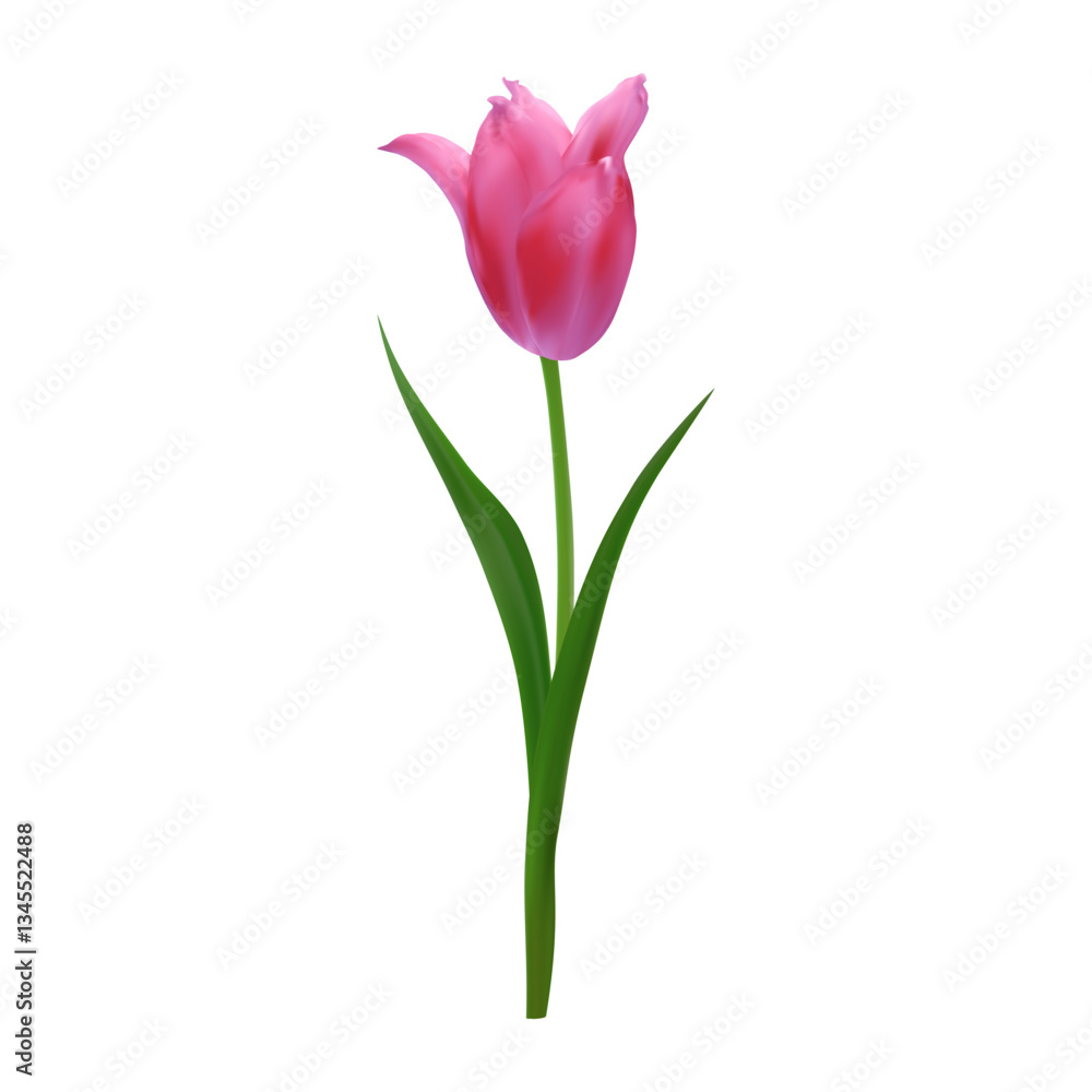 Realistic pink tulip blossom. Vector springtime floral element for creating spring promotions, Mother's Day designs, 8 march greeting cards, floral arrangements Realistic pink tulip blossom. Vector springtime floral element for creating spring promotions, Mother's Day designs, 8 march greeting cards, floral arrangements