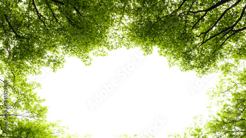 Green Tree Foliage Border on Transparent Background in Spring View from Below Leaves and Branches Frame the Sky in a Natural Illustration of Woodlands and Clear Space