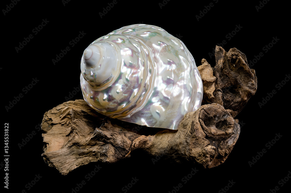 Pearlized Wavy Turban Shell on Wood Black background
