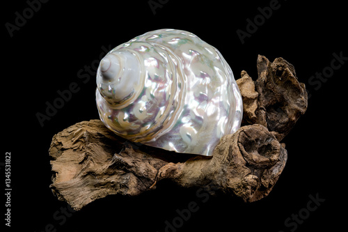 Obraz na płótnie Pearlized Wavy Turban Shell on Wood Black background w salonie