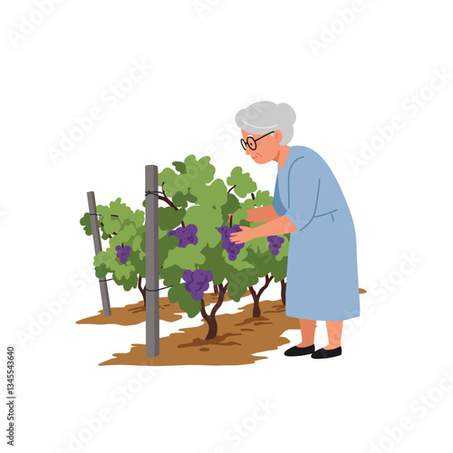 Elderly woman harvesting grapes in vineyard flat vector illustration