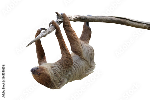Cute two-toed sloth hanging on tree branch isolated on transparent background png file