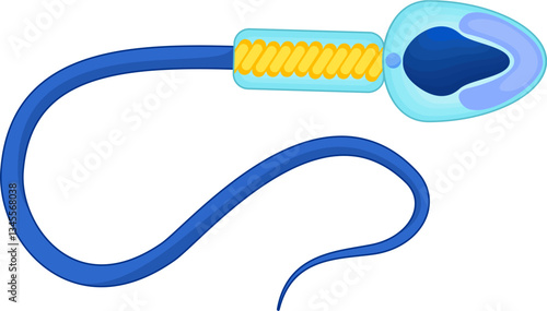 Human Sperm scientific vector illustration