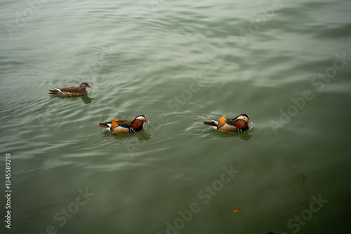 Mandarin Ducks swimming in the lake in Hangzhou