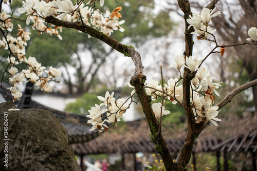 Traditional Chinese garden in Suzhou, China in the spring