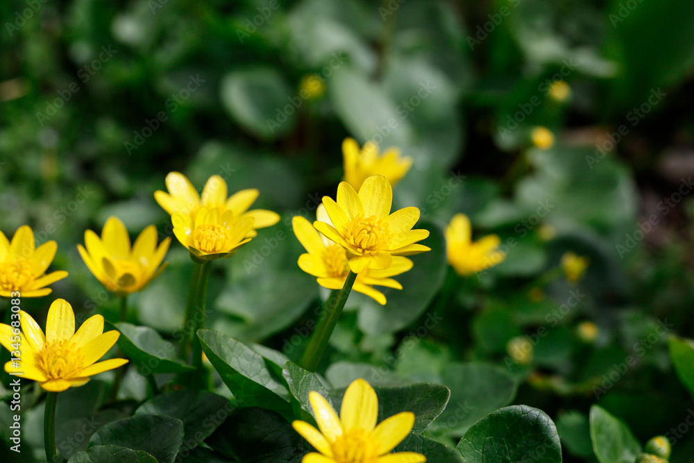 Fototapeta premium In the spring, a Ranunculus ficaria blooms in the botanical garden. Beautiful small yellow flowers