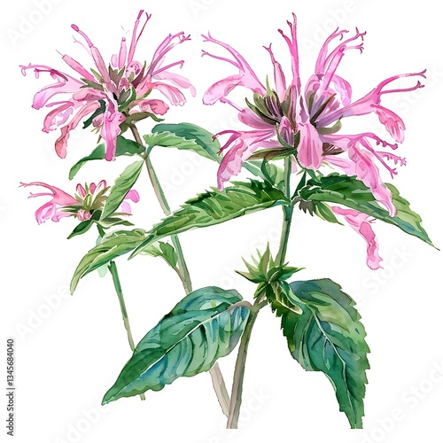 Watercolor Pink Bee Balm Isolated on White Background. Beautiful Bee Balm Flower
