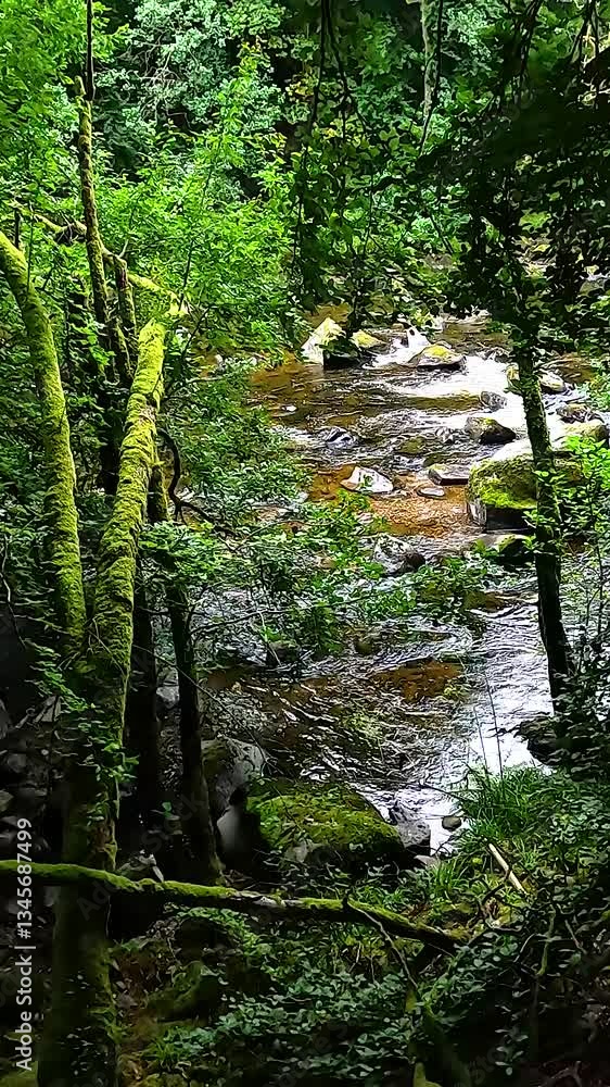 Serene Forest Stream in Dunkeld Serene Forest Stream in Dunkeld