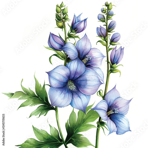 ]Watercolor Delphinium white background