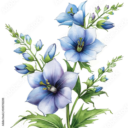 ]Watercolor Delphinium white background