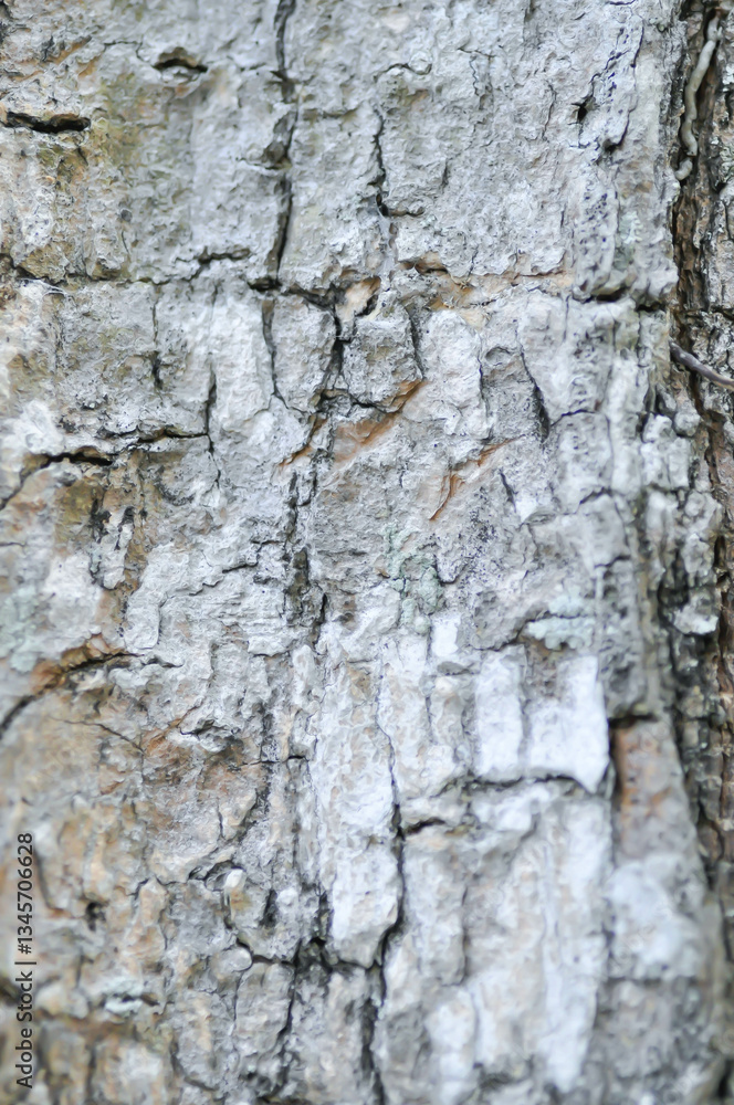 tree bark or bark , Alstonia scholaris or APOCYNACEAE or Devil Tree or White Cheesewood or Devil Bark or Black Board Tree tree bark or bark , Alstonia scholaris or APOCYNACEAE or Devil Tree or White Cheesewood or Devil Bark or Black Board Tree