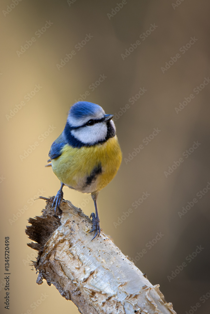 Obraz premium Piękna i słodka sikora modra (Cyanistes caeruleus) w swoim naturalnym środowisku. 
