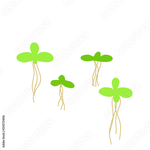 Duckweed Illustration 