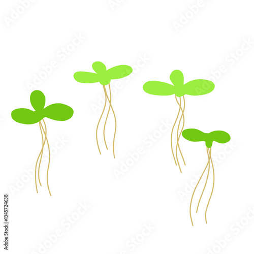 Duckweed Illustration 