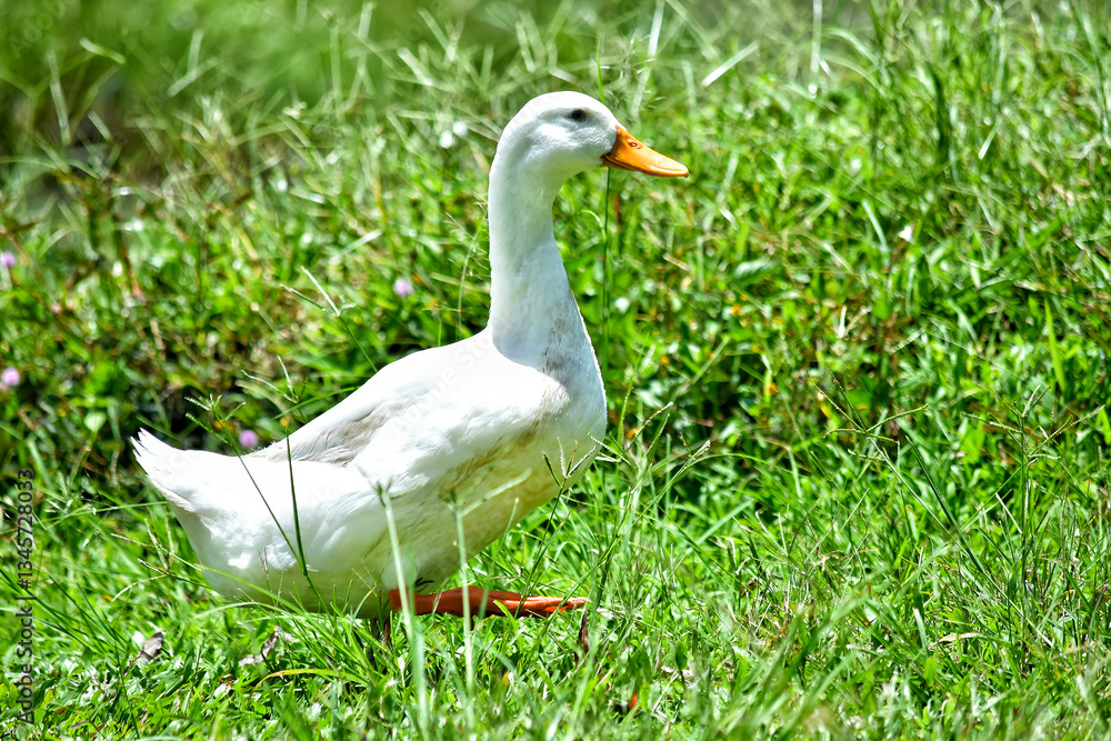Obraz premium white goose on green grass