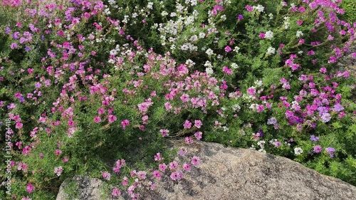 Wallpaper Mural Footage 4k, high angle. Verbena flower. Bright multicolor flowers, a tropical. Morning sunlight and half circle move panning real time quality video  Torontodigital.ca