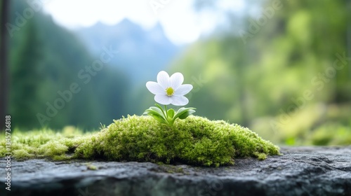 Delicate white flower atop mossy rock, serene mountain backdrop