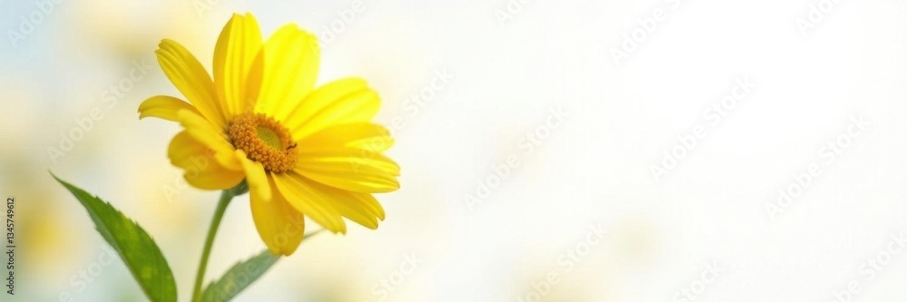 Yellow flower on white background, sunlit scene, summer, plant Yellow flower on white background, sunlit scene, summer, plant