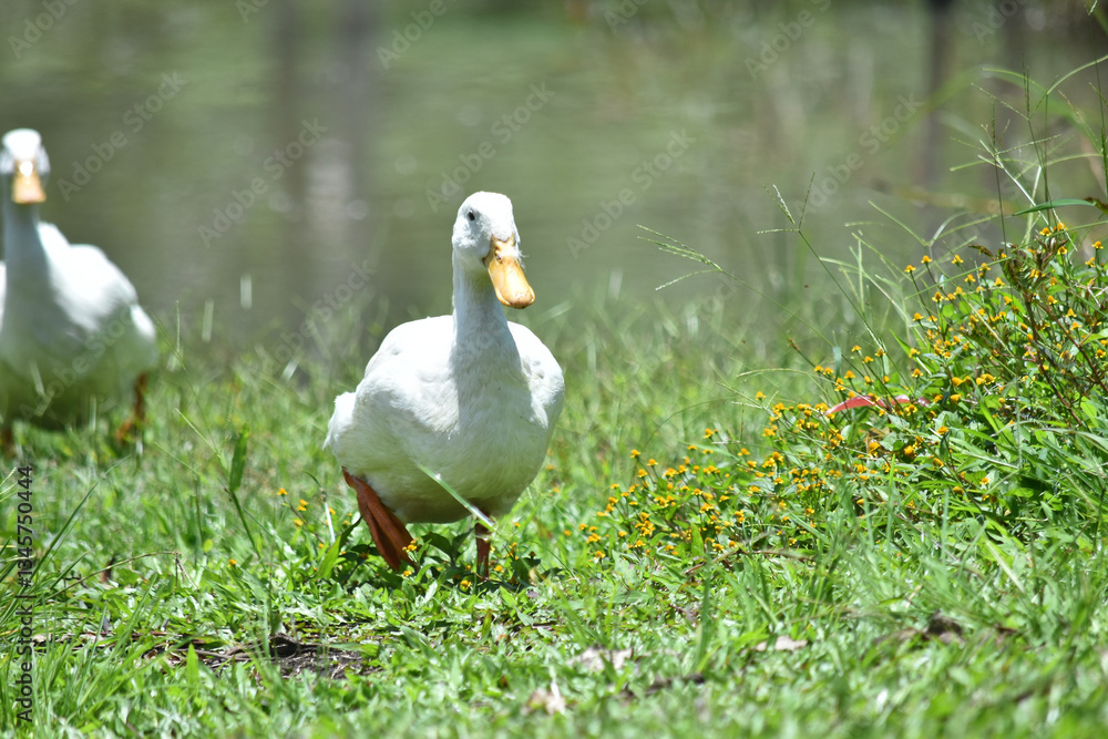 Obraz premium duck in the grass