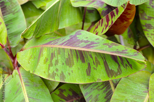 Leaves of Musa acuminata 'Zebrina', commonly known as Blood Banana.