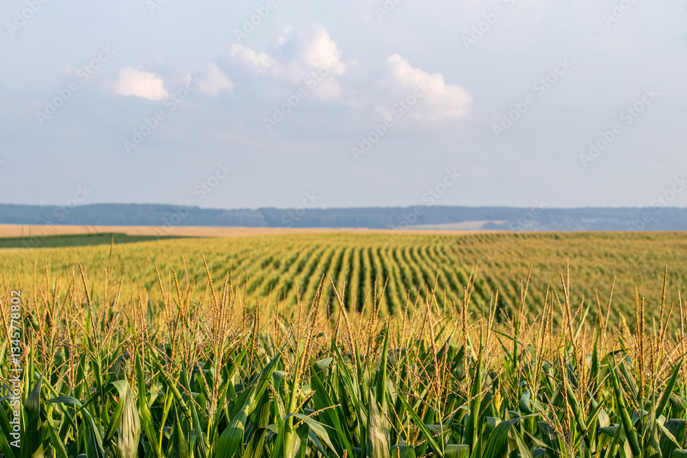Cornfield with even rows of corn against a sky with clouds on a sunny day Cornfield with even rows of corn against a sky with clouds on a sunny day