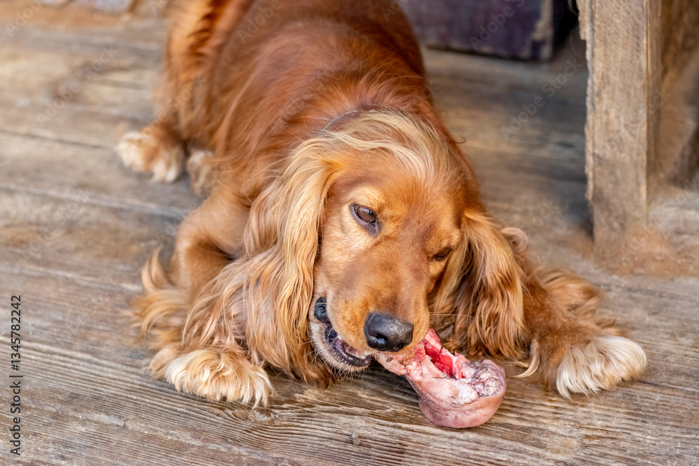 Golden cocker spaniel lying on a wooden floor and gnawing on a bone with meat Golden cocker spaniel lying on a wooden floor and gnawing on a bone with meat