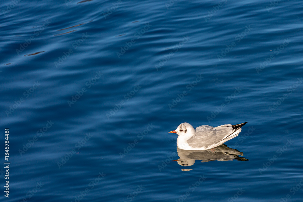 Seagull swimming in a lake