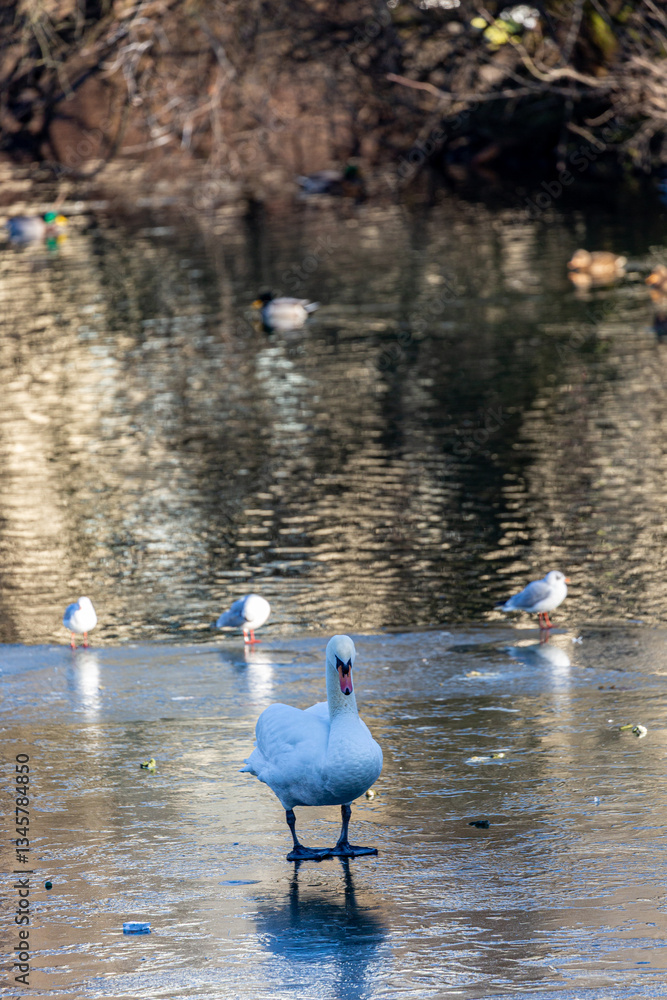 White swan stay on frozen surface of water