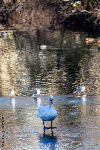 Obraz na płótnie White swan stay on frozen surface of water w salonie
