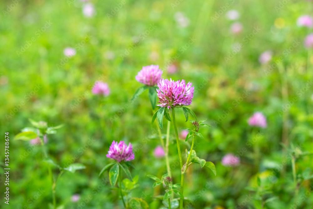Close-up of pink clover flowers growing in a green meadow, with a blurred background and soft natural lighting. Close-up of pink clover flowers growing in a green meadow, with a blurred background and soft natural lighting.