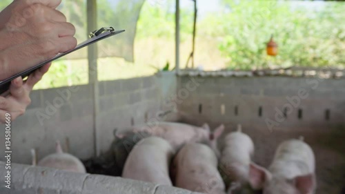 Pigs Resting and Veterinarians Recording Health Data in Rural Farm Enclosure, Surrounded by Greenery and Feeder, Showcasing Sustainable Agriculture and Livestock Husbandry Practices