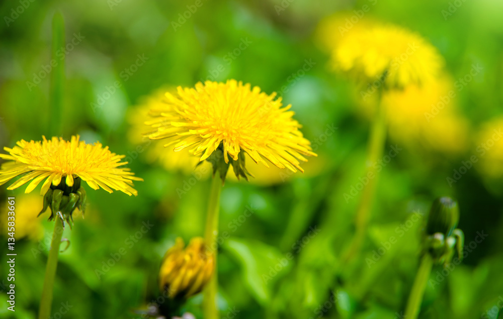 Yellow dandelions blooming on grass background
Yellow dandelions blooming on grass background