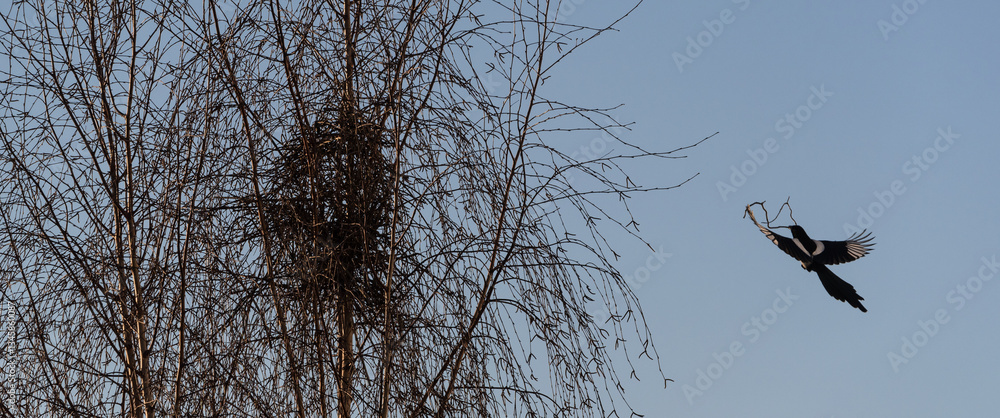 MAGPIE AND TREE - Bird is working on building a nest MAGPIE AND TREE - Bird is working on building a nest