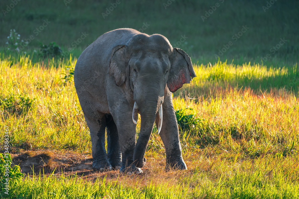 Obraz premium Elephants are large mammals and are the largest land animals. Wild elephants eat plants. They are big, have a small head, big legs, and have a trunk that reaches to the ground. That trunk is the nose.