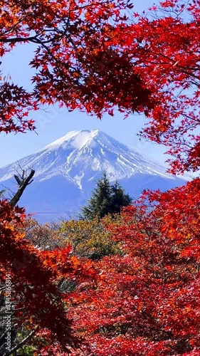 Mount Fuji, the view from the beautiful autumn leaves covered with snow at Lake Kawaguchiko, Yamanashi, Japan, is a popular tourist destination.