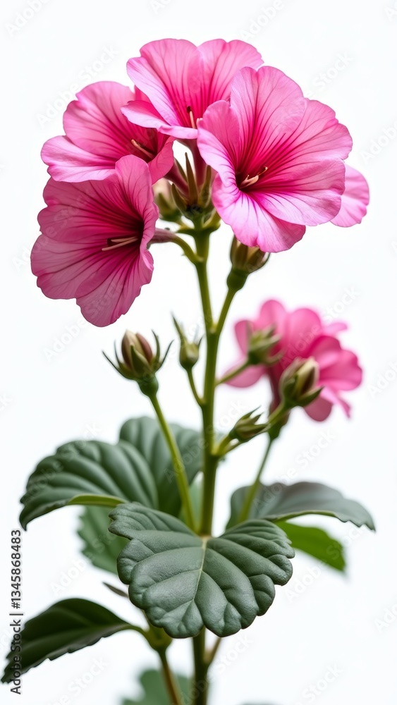 Obraz premium A flowering plant with large, showy blooms and dark green leaves