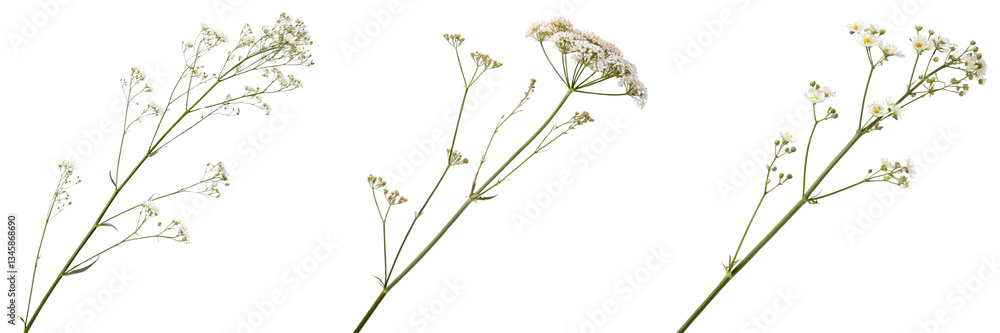 Set of shape of an elegant long stem with tiny flowers isolated on a transparent background Set of shape of an elegant long stem with tiny flowers isolated on a transparent background