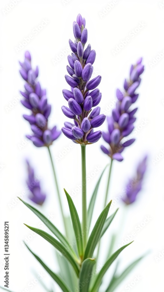 Naklejka premium A purple flower with a strong, pungent scent