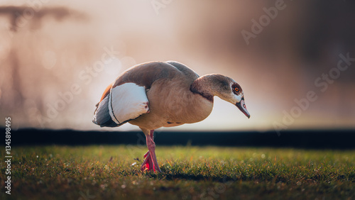 Ente bei Sonnenaufgang