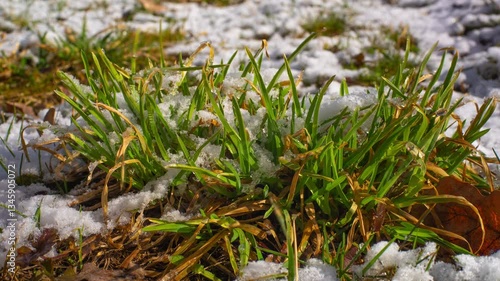 Snow melts and green grass reaches for the sun, time lapse