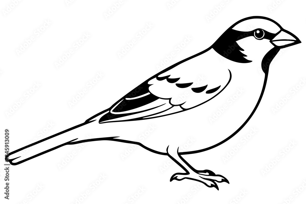 Fototapeta premium sparrow line art silhouette vector illustration